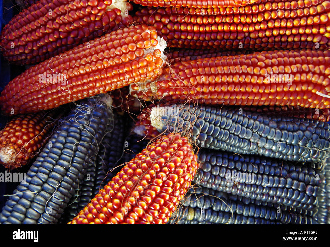 Stack colorati di mais Indiano sbuccia Foto Stock