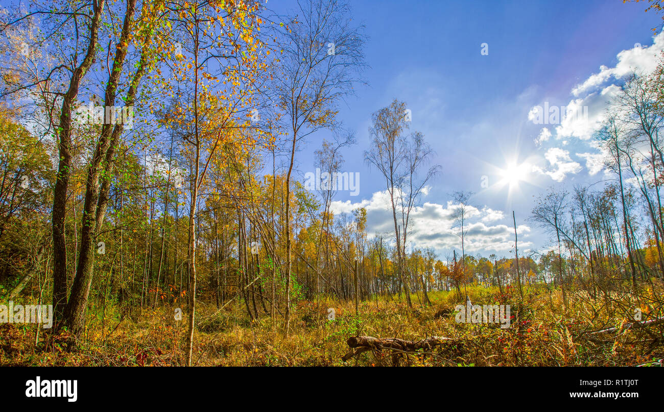 Autunno o cadere nella foresta con la sunflare o irraggiamento solare Foto Stock