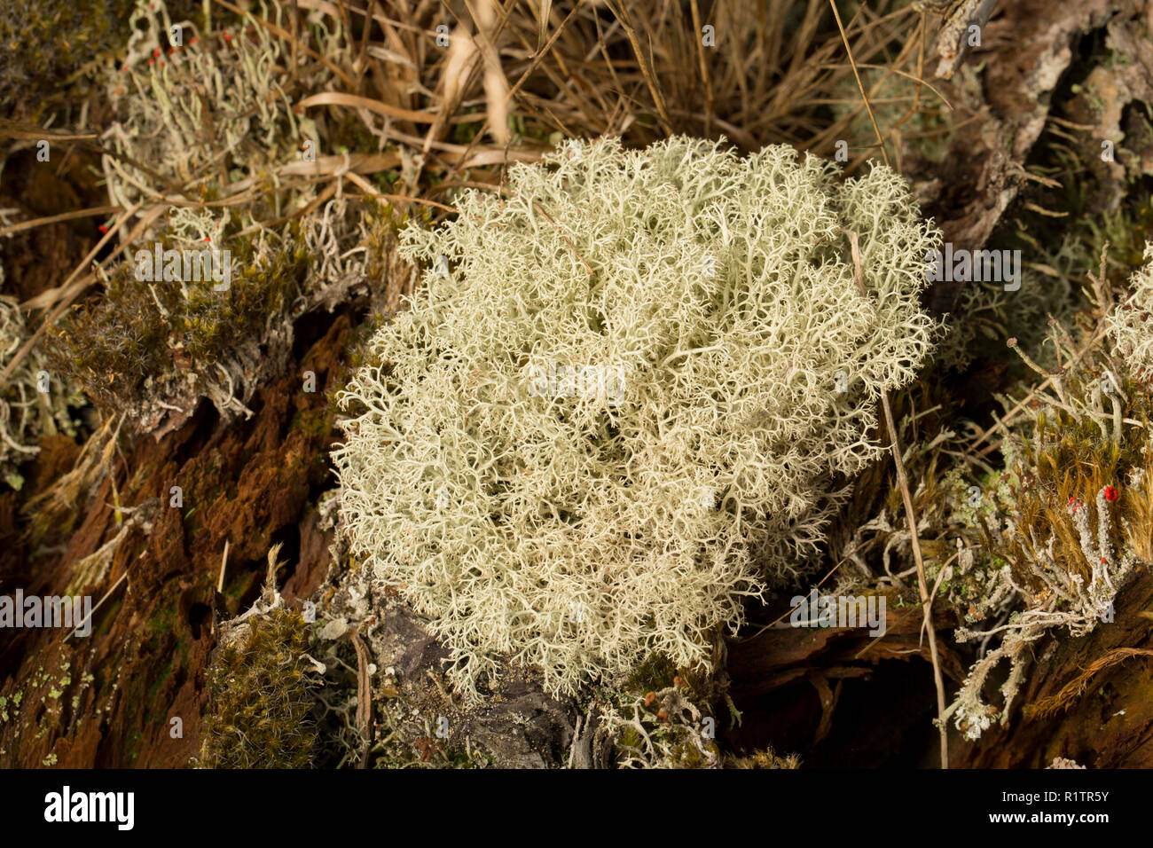 Cladonia portentosa licheni crescono in boschi di conifere boschi rurale. I licheni sono sensibili all'inquinamento atmosferico e C. Portentosa è un esempio di un lichenis Foto Stock