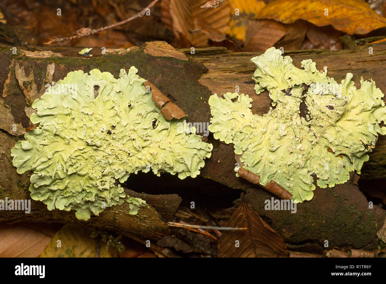 Comune lichene Greenshields, Flavoparmelia caperata, che cresce su un albero caduto. I licheni sono sensibili all'inquinamento atmosferico. Il Dorset England Regno Unito GB Foto Stock