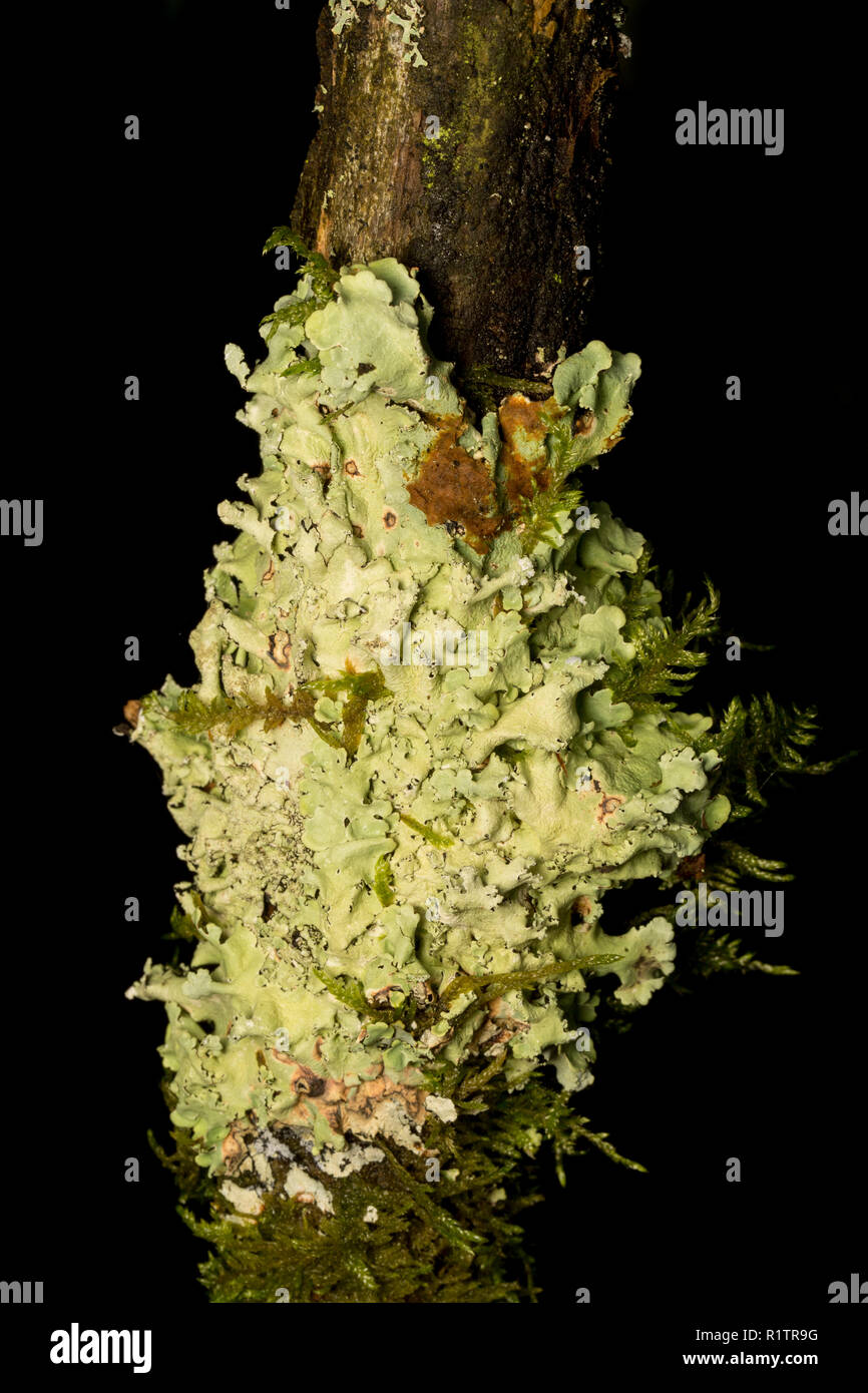 Comune lichene Greenshields, Flavoparmelia caperata, crescendo su di un ramo di albero in boschi rurale. I licheni sono sensibili all'inquinamento atmosferico. Il Dorset Engl Foto Stock
