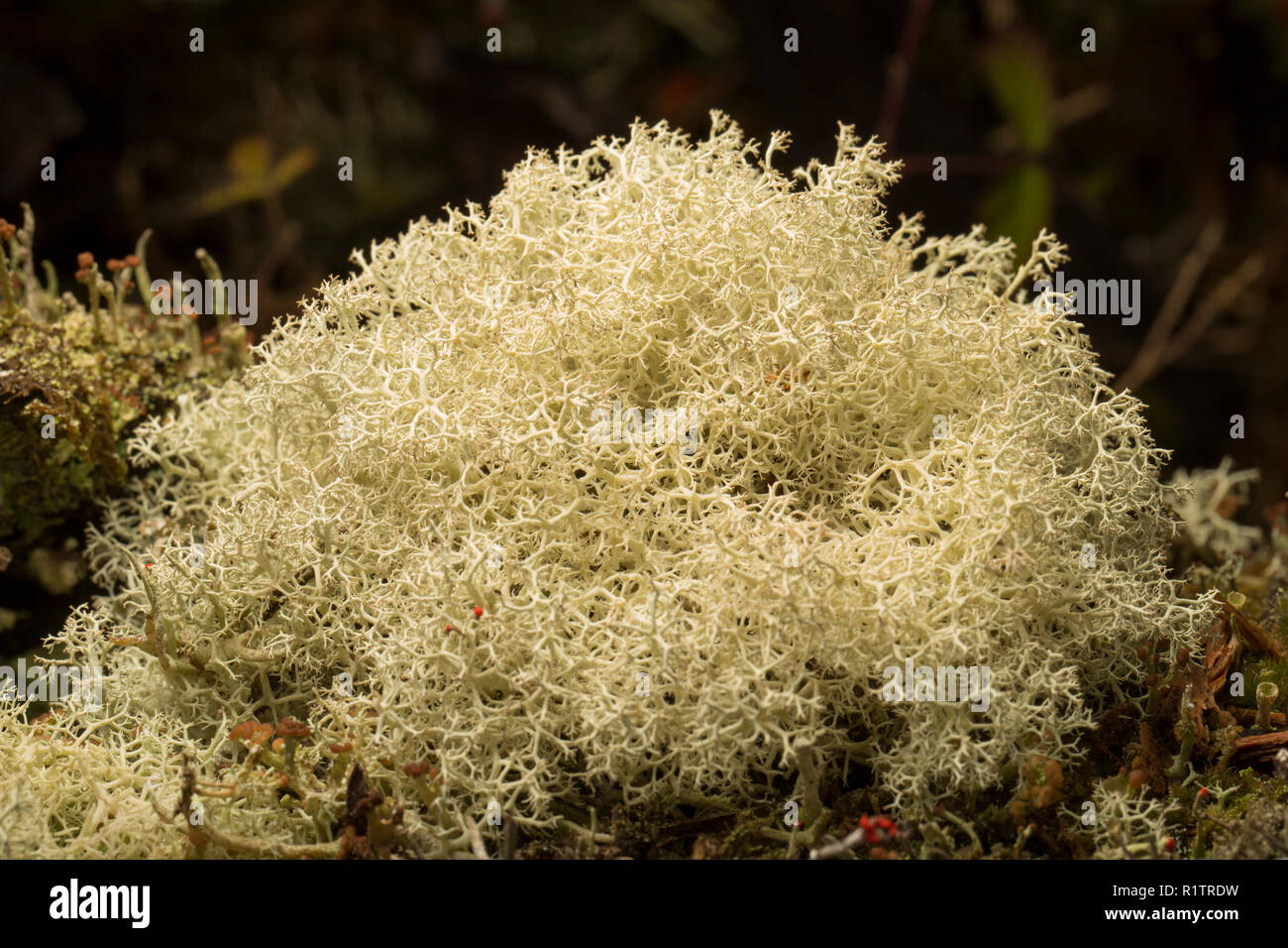 Cladonia portentosa licheni crescono in boschi di conifere boschi rurale su un ceppo di albero. I licheni sono sensibili all'inquinamento atmosferico e C. Portentosa è un examp Foto Stock
