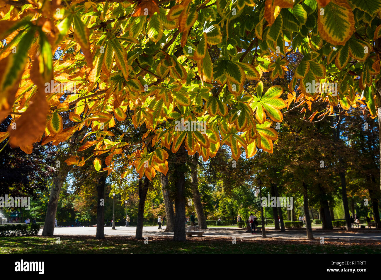 I colori autunnali nelle foglie degli alberi del parco del Retiro nella città di Madrid in una giornata di sole, Spagna Foto Stock