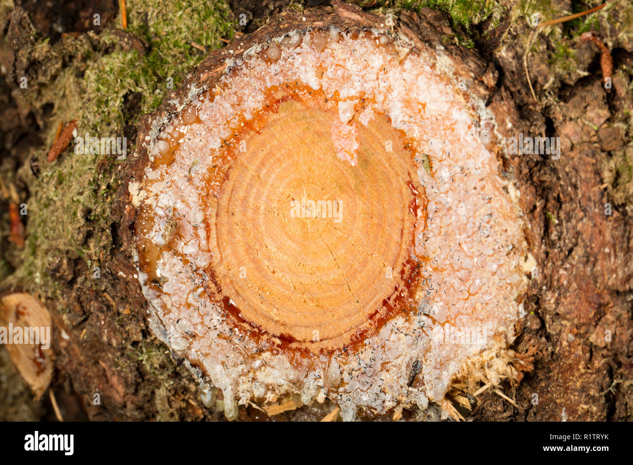 Infiltrazione di resina da un ramo che è stato tagliato da un albero di pino nel bosco di conifere. Il Dorset England Regno Unito GB Foto Stock