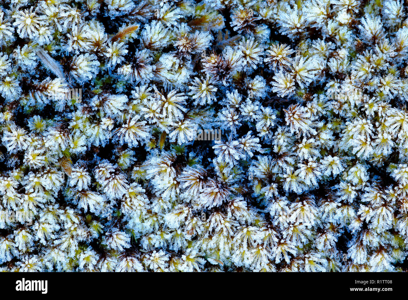 Bellissime macro dettaglio nel suo ambiente naturale di un muschio Andina (Sphagnum maguellanicum) che è bloccata dalle basse temperature del suo ambiente Foto Stock