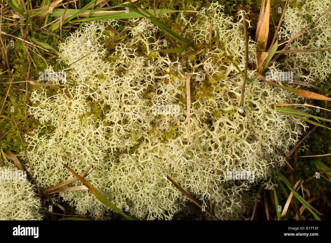 Cladonia portentosa licheni crescono in boschi di conifere boschi rurale. I licheni sono sensibili all'inquinamento atmosferico e C. Portentosa è un esempio di un lichenis Foto Stock