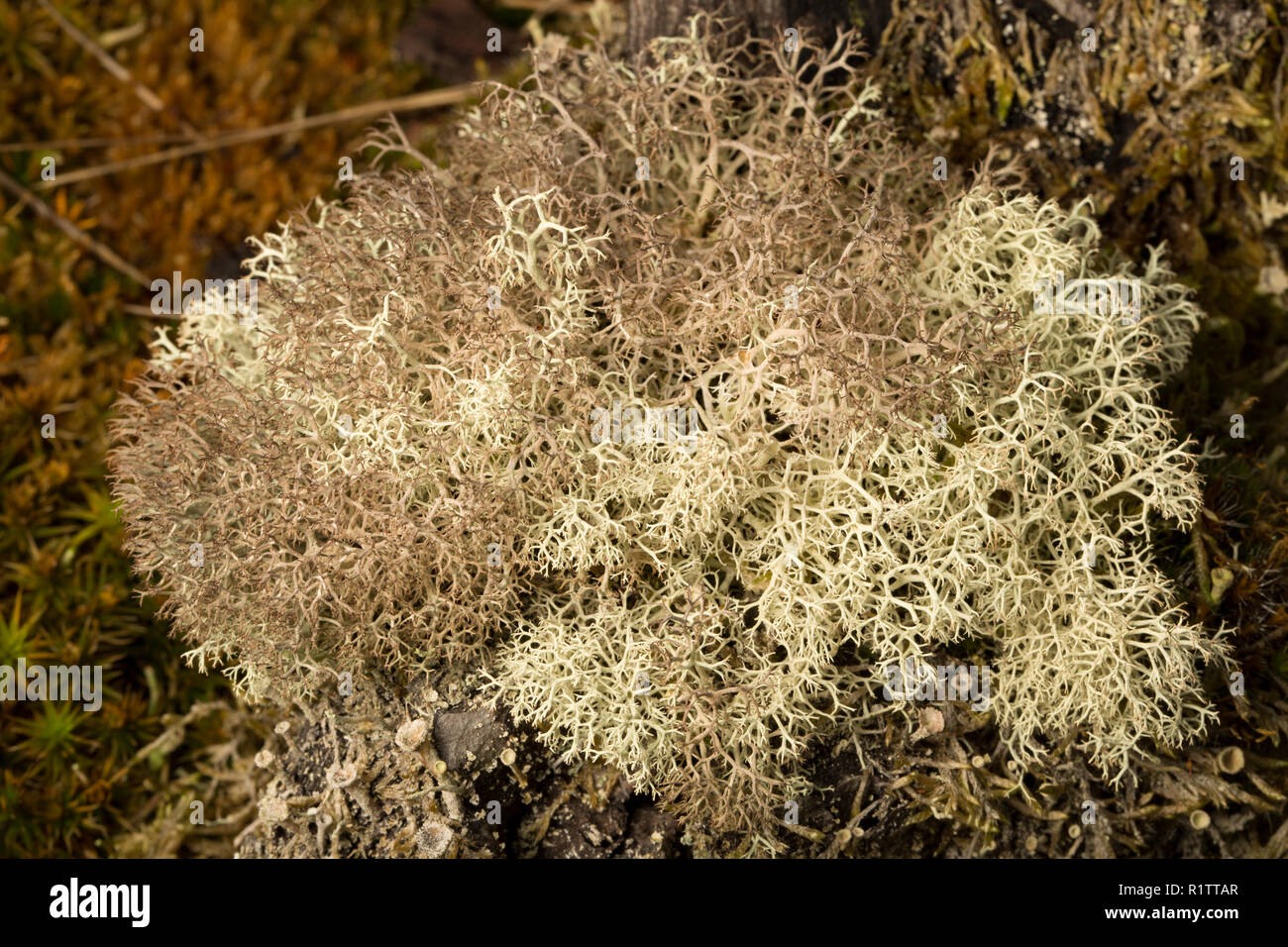 Cladonia portentosa licheni crescono in boschi di conifere boschi rurale. I licheni sono sensibili all'inquinamento atmosferico e C. Portentosa è un esempio di un lichenis Foto Stock