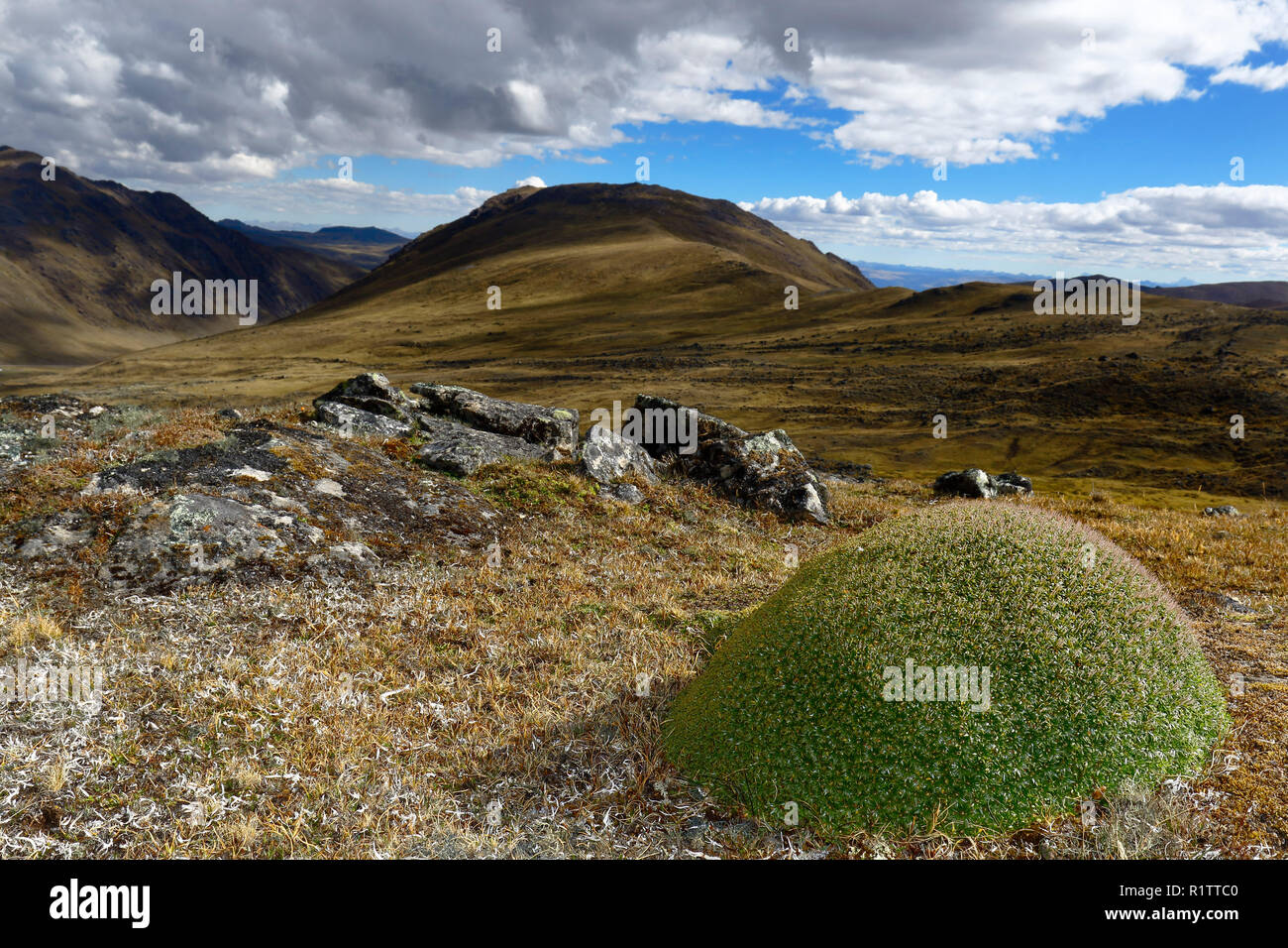 Impianto andina (Planzago rigida) registrate nel suo ambiente naturale durante una giornata di sole Foto Stock