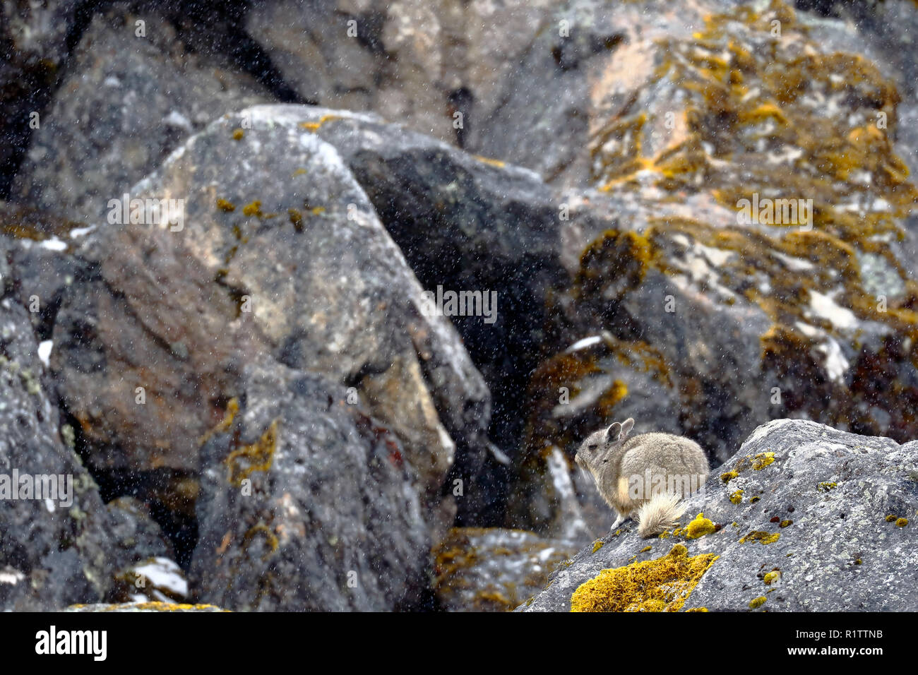 Vizcacha peruana (Lagidium Peruanum) Foto Stock