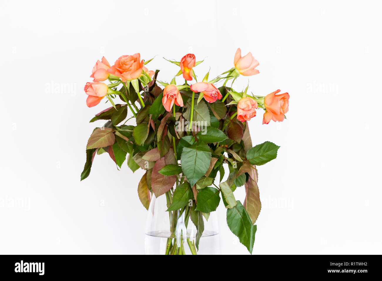 Profumo di albicocca di colore arancione, colore Rose in un vaso contro uno sfondo bianco Foto Stock