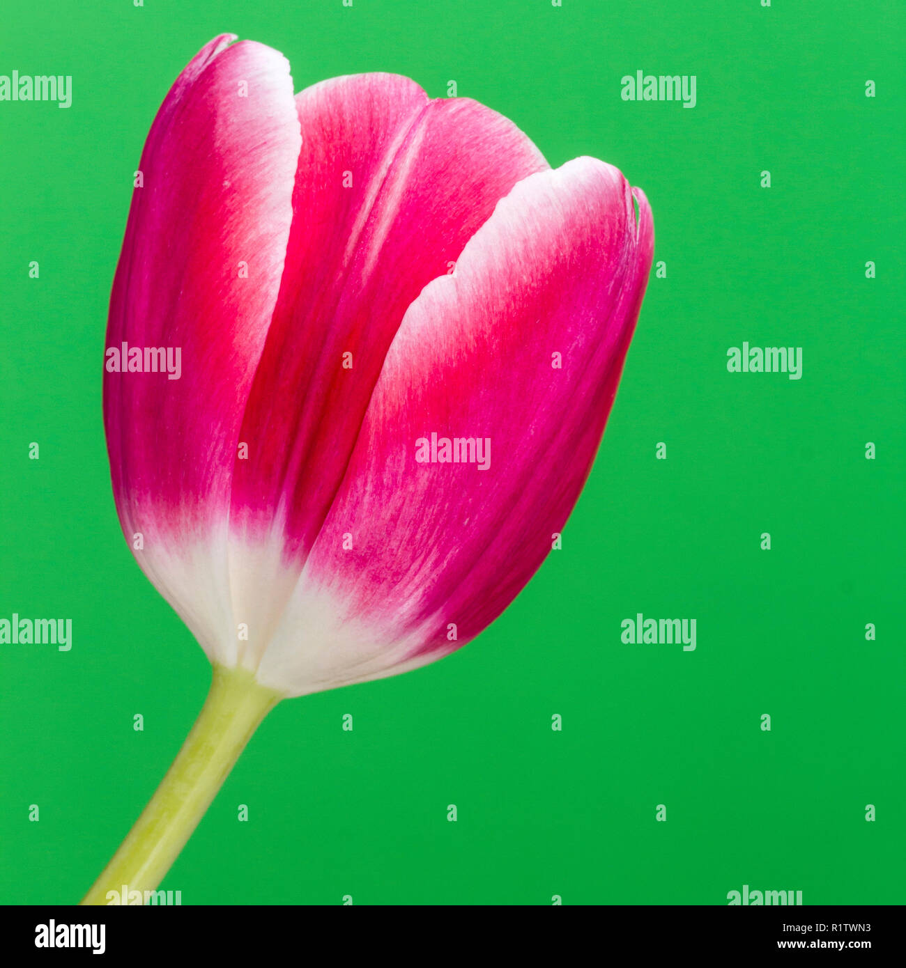 Pink Tulip, Tulipa flower closeup Foto Stock