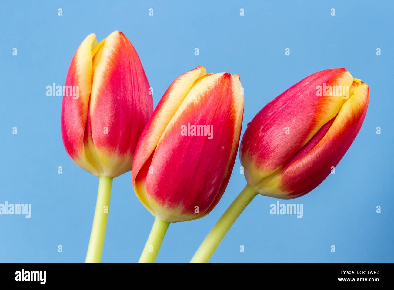 Tre rossi e tulipani gialli, Tulipa fiori Foto Stock