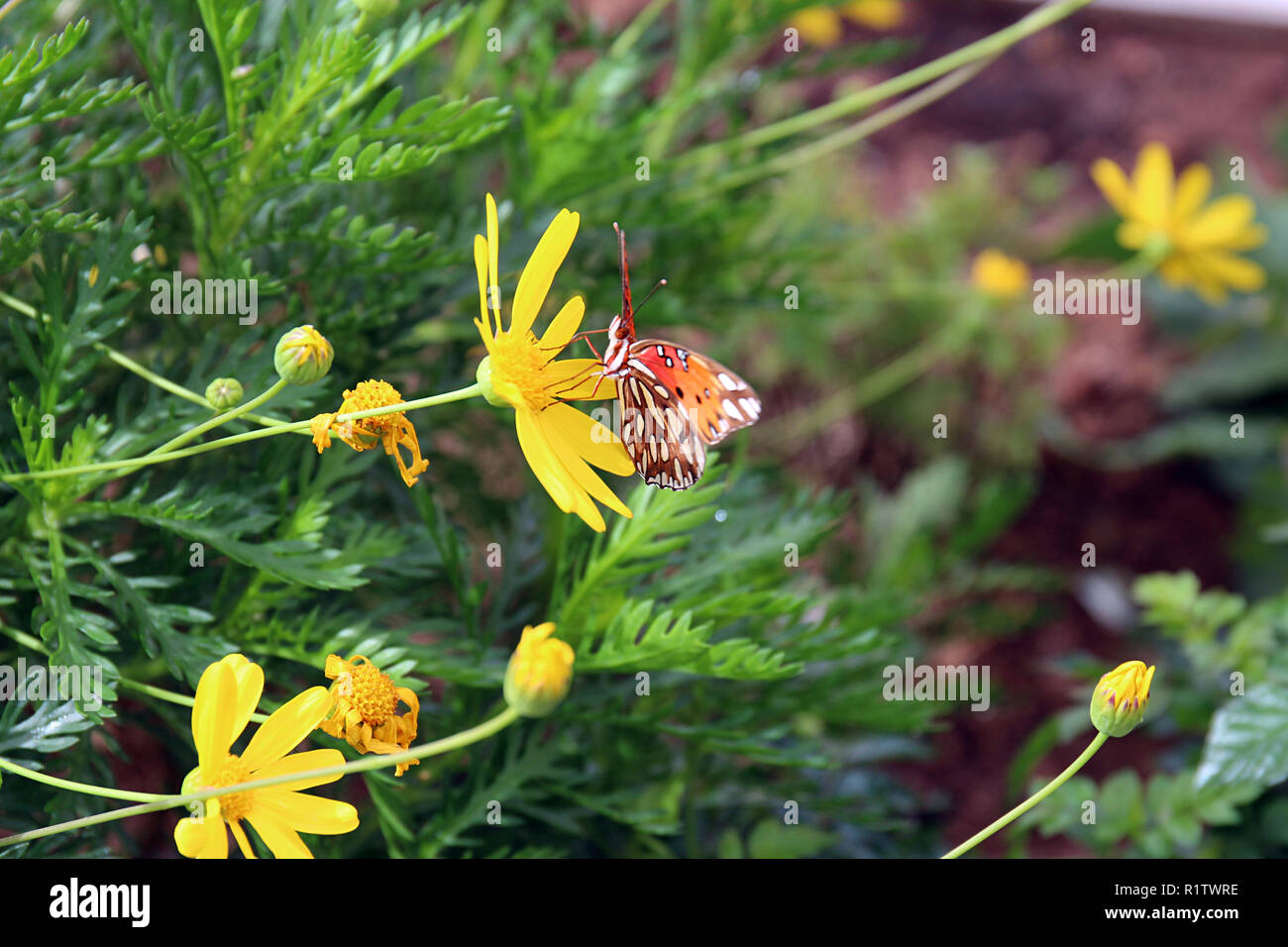 Close up di un Golfo Fritillary butterfly estende la sua probiscus su un Euryops pectinatus fiore Foto Stock