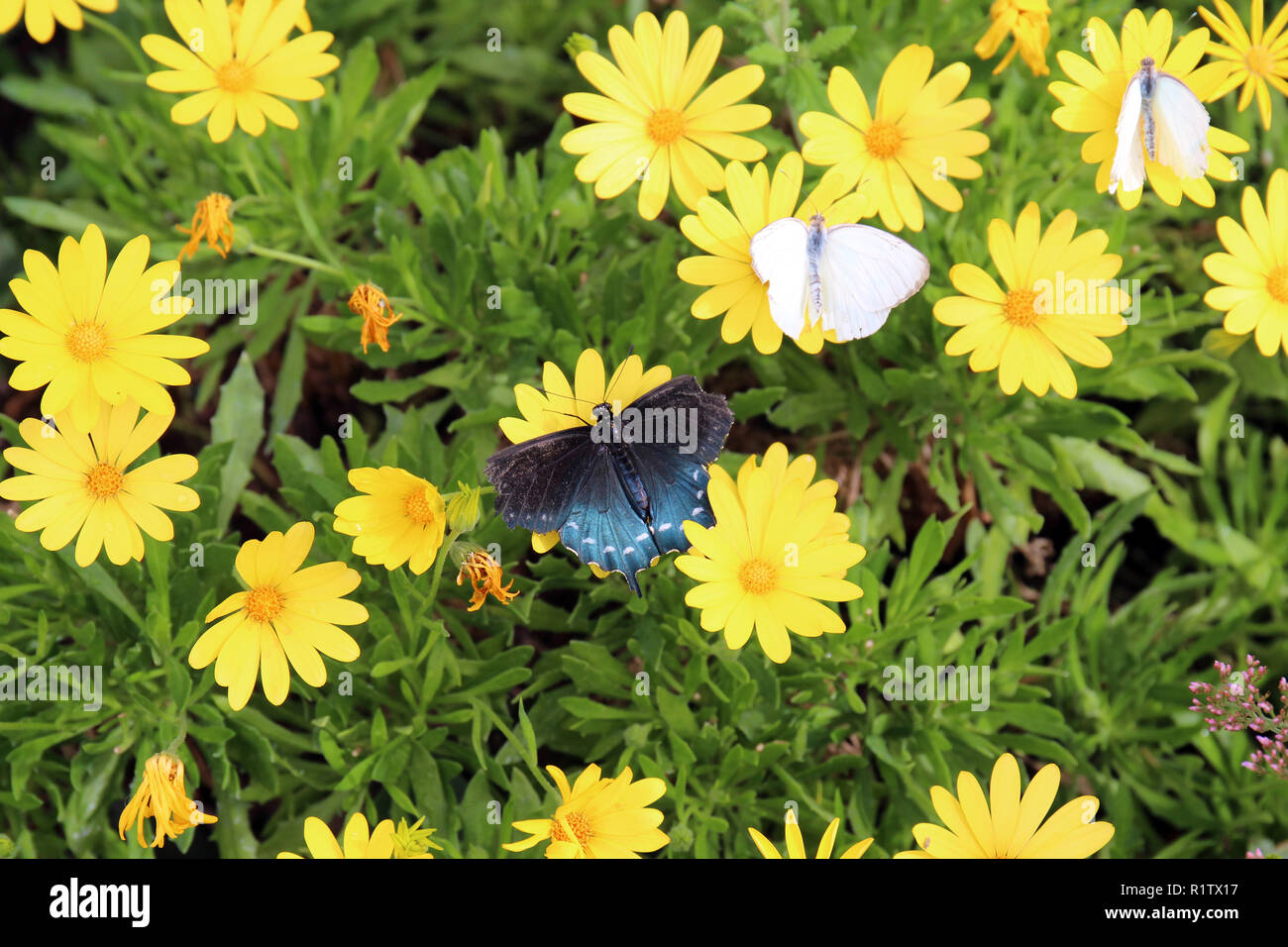 Due cavolo cappuccio bianco farfalle e una coda di rondine Pipevine farfalla con ali danneggiate in appoggio su giallo Euryops pectinatus fiori Foto Stock