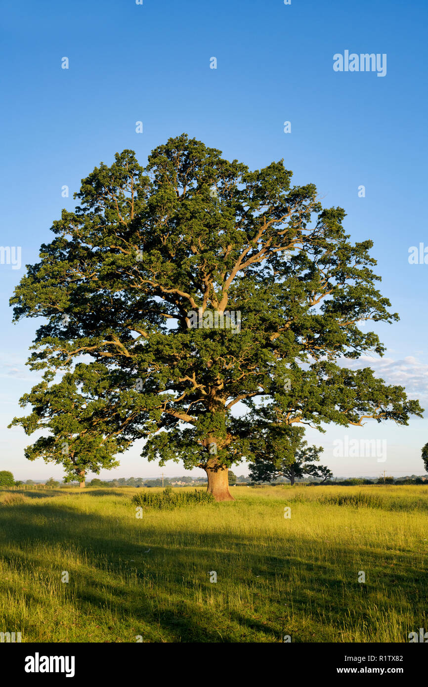 Quercus robur. Albero di quercia in estate nella campagna inglese. Kings Sutton, Northamptonshire. Regno Unito. Una scena ripresa in stagioni diverse Foto Stock