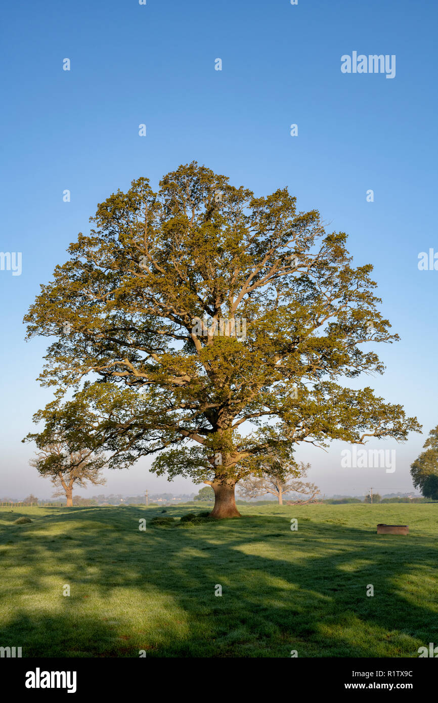 Quercus robur. Albero di quercia in primavera nella campagna inglese. Kings Sutton, Northamptonshire. Regno Unito. Una scena ripresa in stagioni diverse Foto Stock