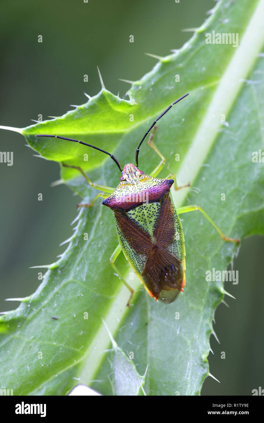 Biancospino scudo bug o shieldbug, Acanthosoma haemorrhoidale Foto Stock