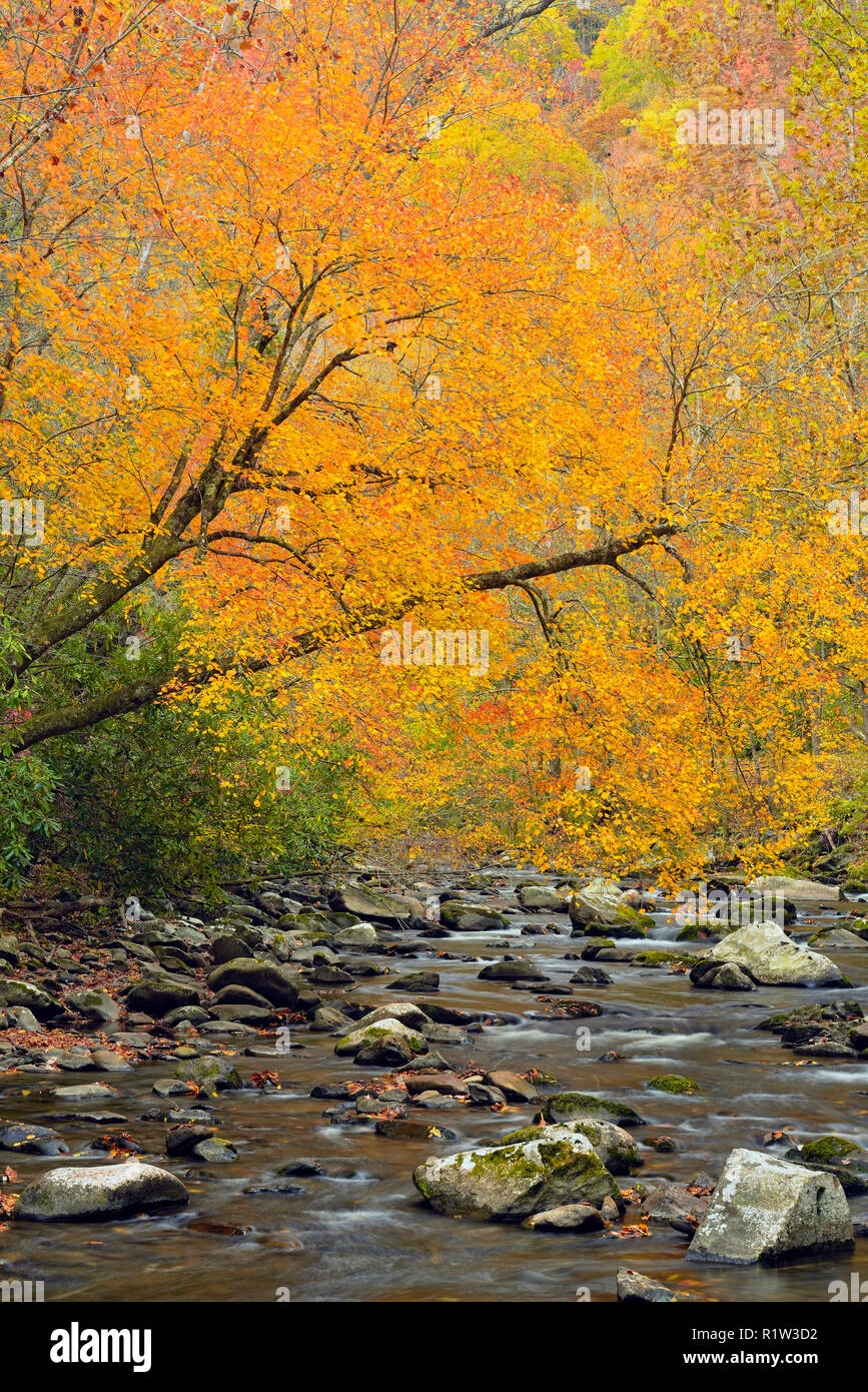 Il fogliame di autunno nei pressi del piccolo fiume, Great Smoky Mountains National Park, Tennessee, Stati Uniti d'America Foto Stock