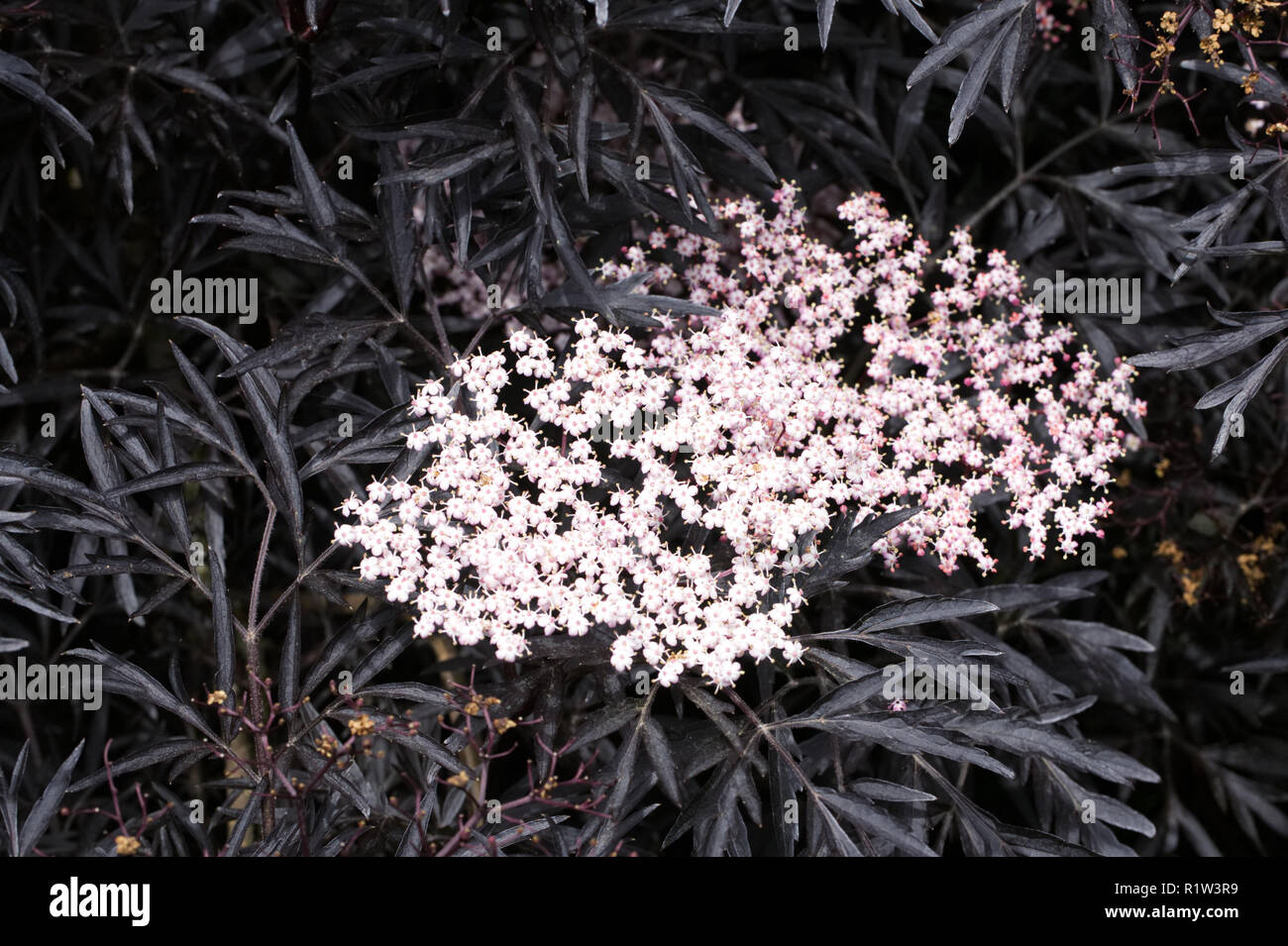 Sambucus nigra f. porphyrophylla (pizzo nero) fiori. Foto Stock