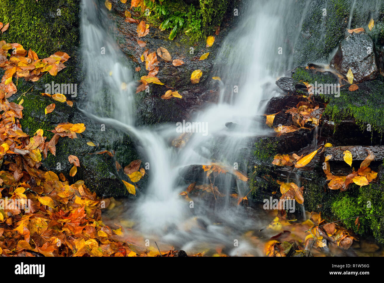 Caduto foglie di legno duro a Kanati Creek, Great Smoky Mountains National Park, North Carolina, STATI UNITI D'AMERICA Foto Stock