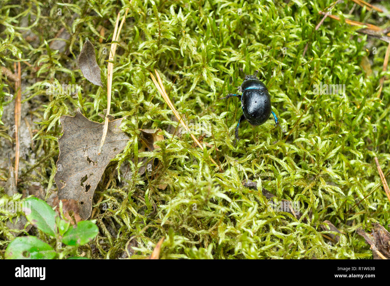 Una decorazione blu beetle sul verde muschio Foto Stock