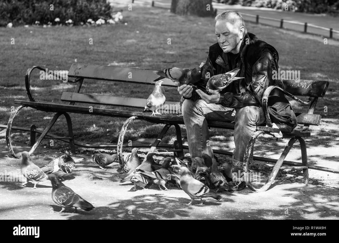 Fotografia di strada spontanea in bianco e nero di un uomo anziano seduto su una panchina del parco circondato da uno stormo di piccioni, che li nutre con la mano in un pub Foto Stock