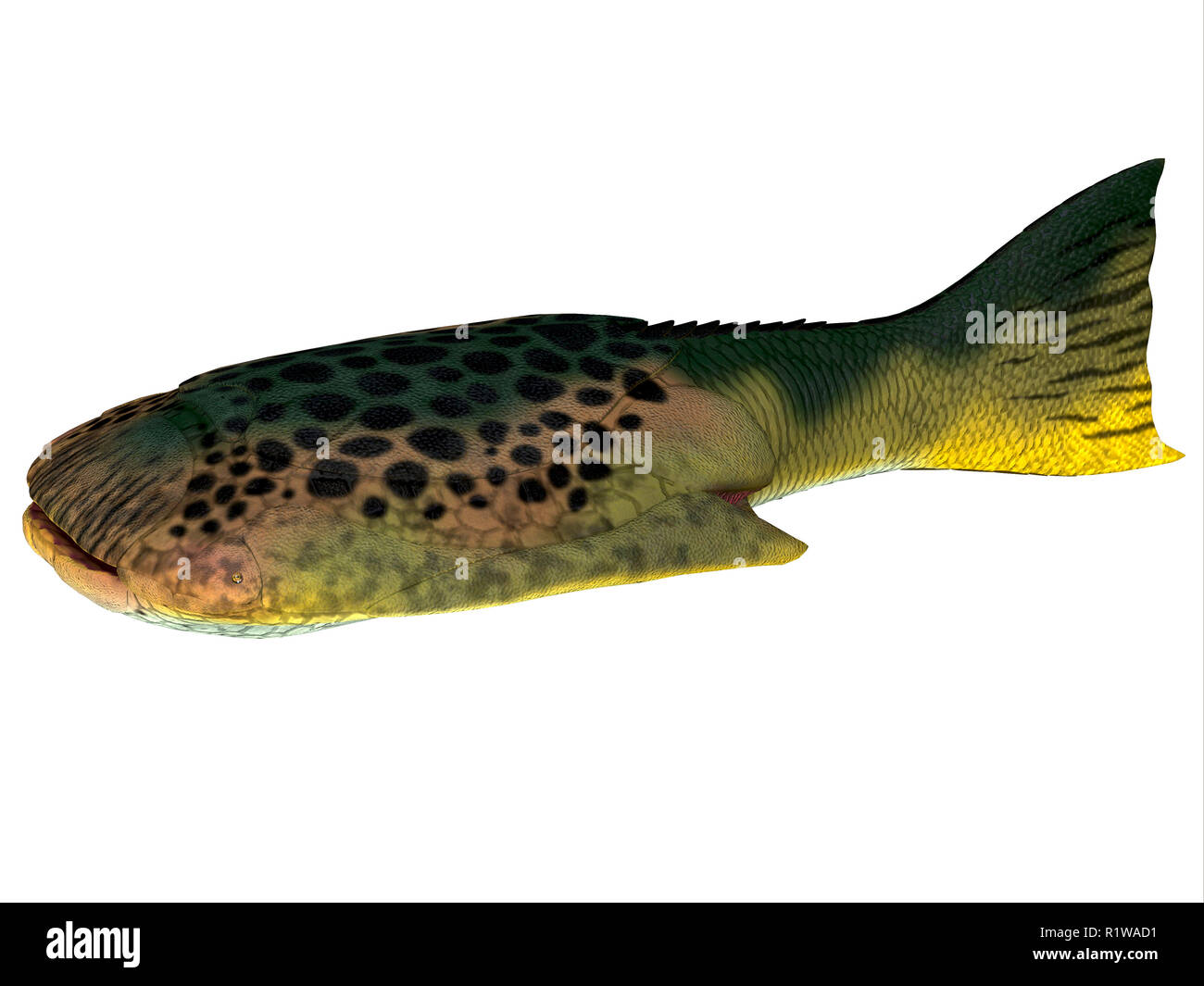 Drepanaspis era un ray-come pesce appiattito che ha vissuto in Europa durante il periodo Devoniano. Foto Stock