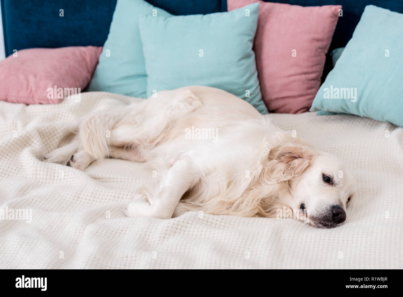 Happy dog sdraiato sul letto con rosa e cuscini blu Foto Stock