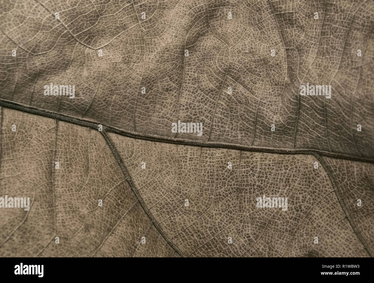 Grande foglia secca di una palma sfondo texture Foto Stock