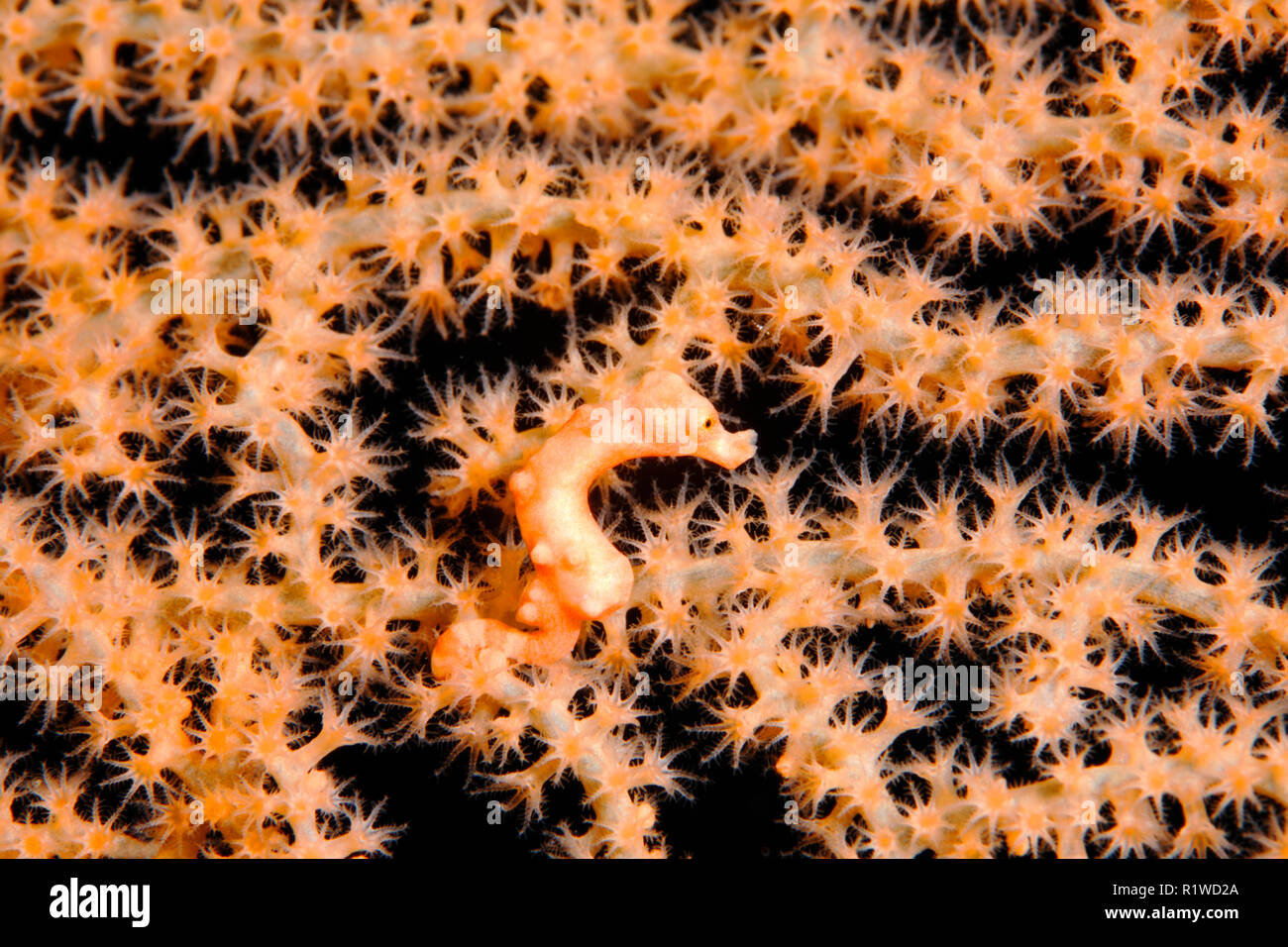 Di Denise cavalluccio marino pigmeo (Hippocampus denise), dimensioni 10mm, gorgonie chiuso con polipi, Selayar, Sulawesi meridionale Foto Stock
