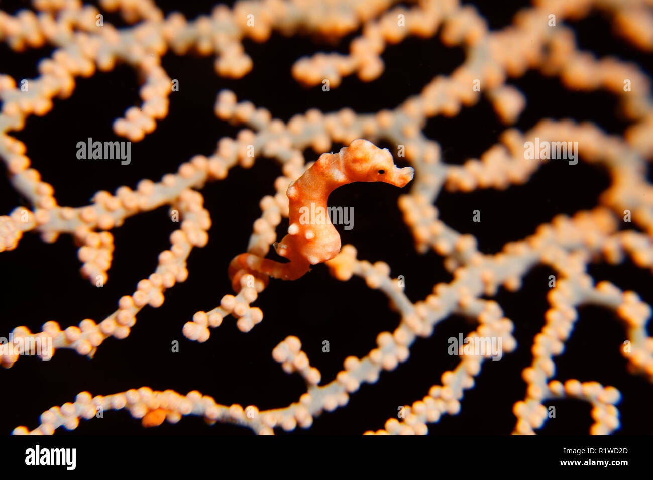 Di Denise cavalluccio marino pigmeo (Hippocampus denise), dimensioni 10mm, gorgonie chiuso con polipi, Selayar, Sulawesi meridionale Foto Stock