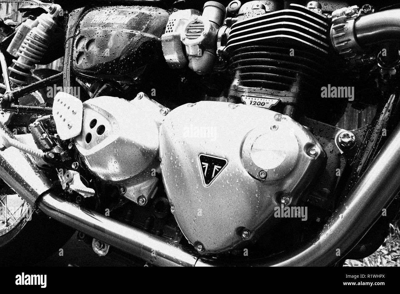 Trionfo di Thruxton motociclo Foto Stock