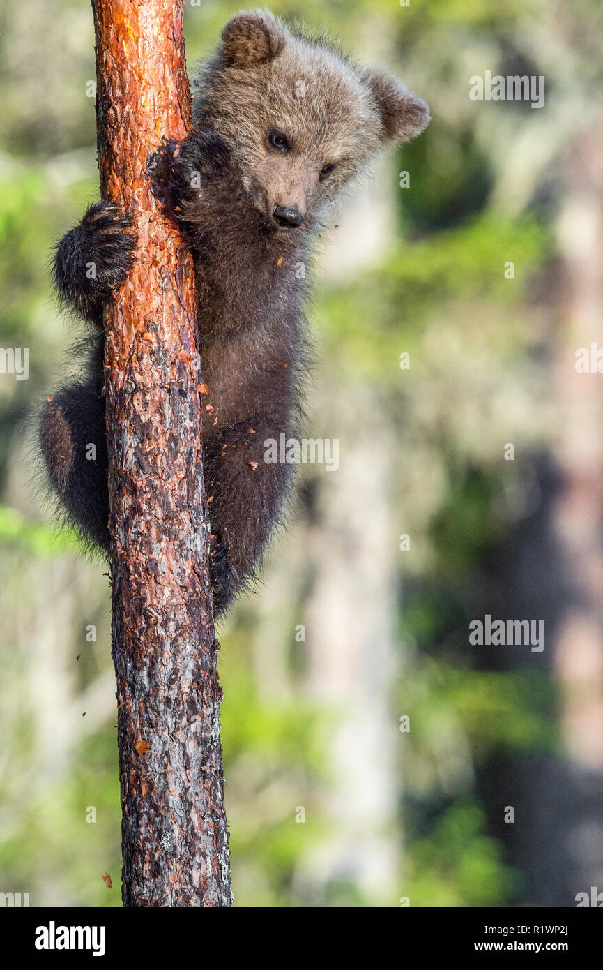 Brown Bear Cub si arrampica su un albero. Habitat naturale. In estate verde foresta. Nome Sceintific: Ursus arctos. Foto Stock