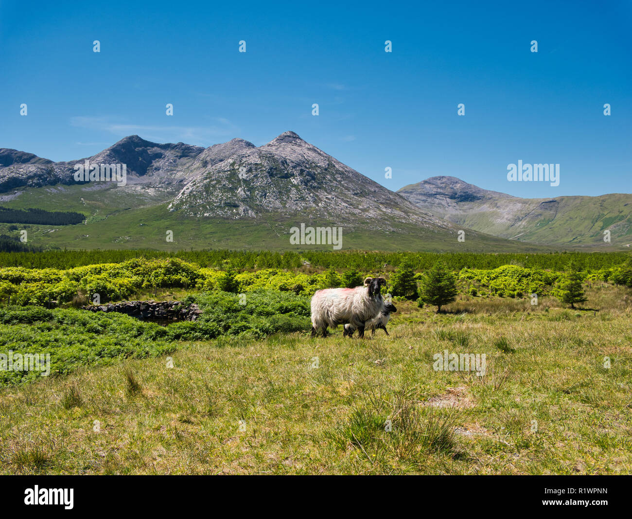 Due pecore di fronte a un paesaggio in Irlanda con le montagne sullo sfondo Foto Stock