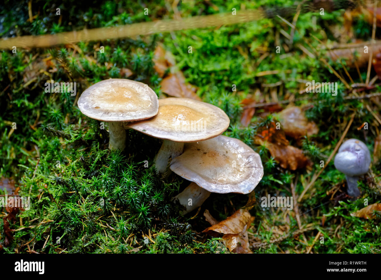 Giovane singolo fungo nell'erba,Altenau,,Harz in Germania. Foto Stock