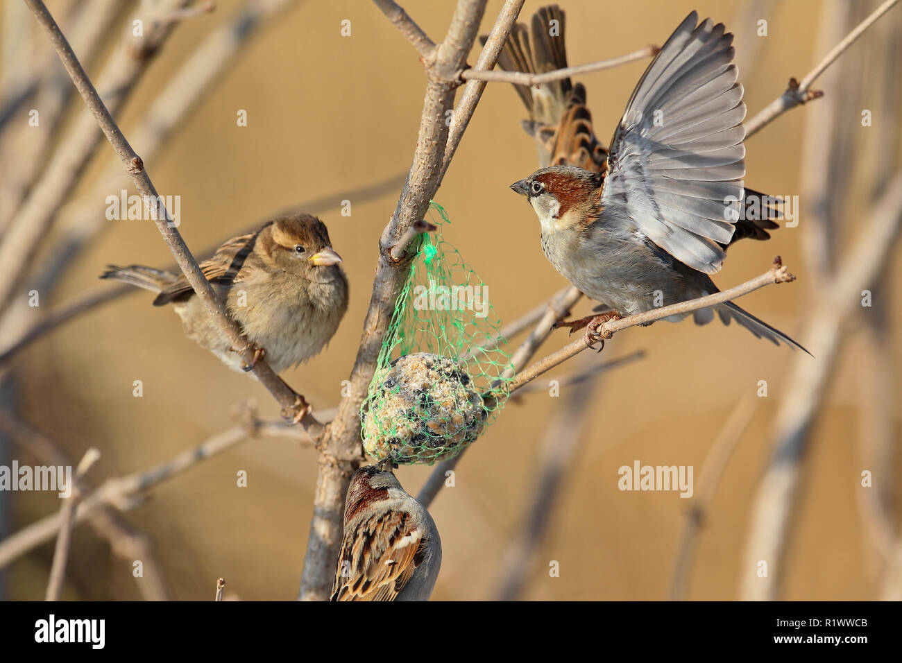 Casa Passero (Passer domesticus) maschi e femmine in inverno al sito di alimentazione, Lipsia, Germania Foto Stock