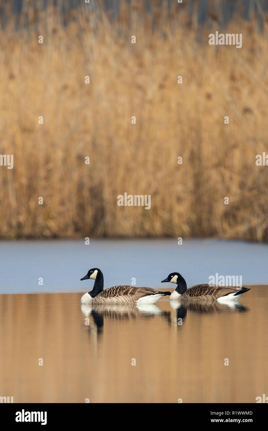 Canada Goose (Branta canadensis) coppia nuoto sul lago con la riflessione sulle calme acque di superficie, Baden-Wuerttemberg, Germania Foto Stock