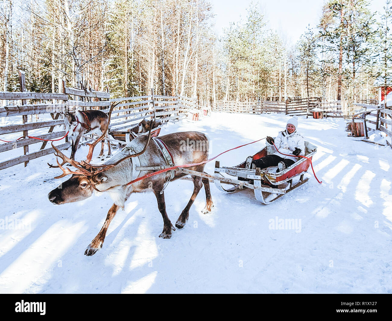 La ragazza di renne con la slitta in Finlandia in Lapponia in inverno. Foto Stock
