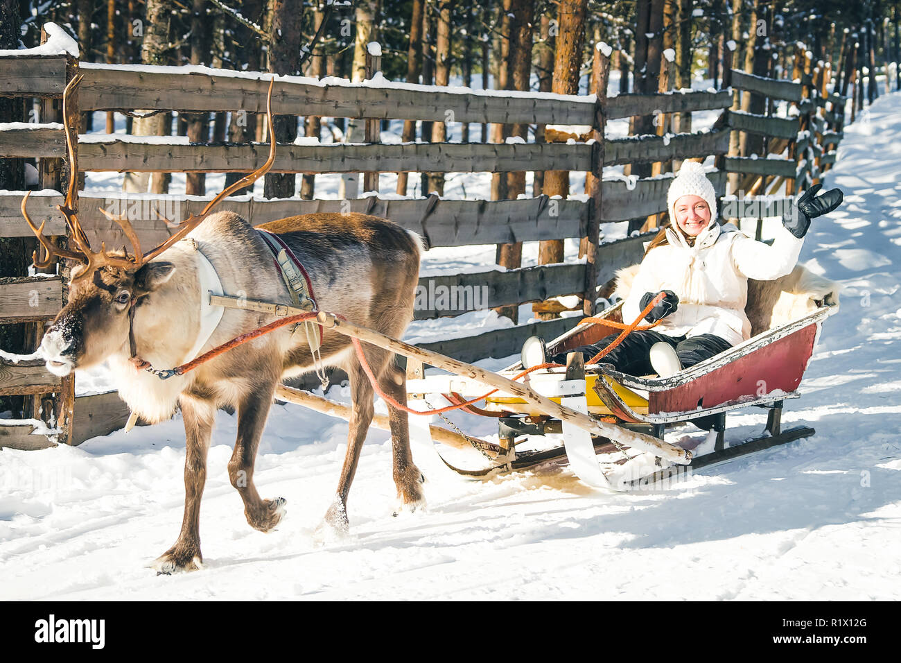 Donna in corse su slitte trainate da renne in Finlandia in Lapponia in inverno. Foto Stock