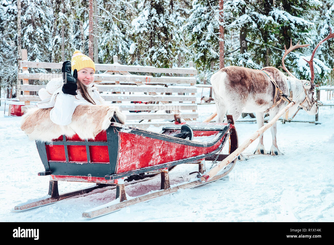 Ragazza a cavallo con slitta di renne in Finlandia in Lapponia in inverno. Foto Stock