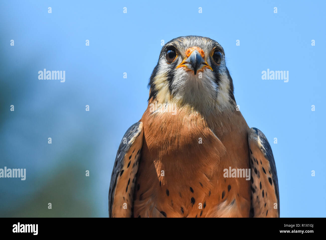 American gheppio ritratto Foto Stock
