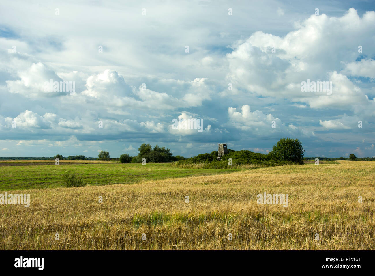 Cespugli che crescono in un prato, campo e nuvole nel cielo Foto Stock