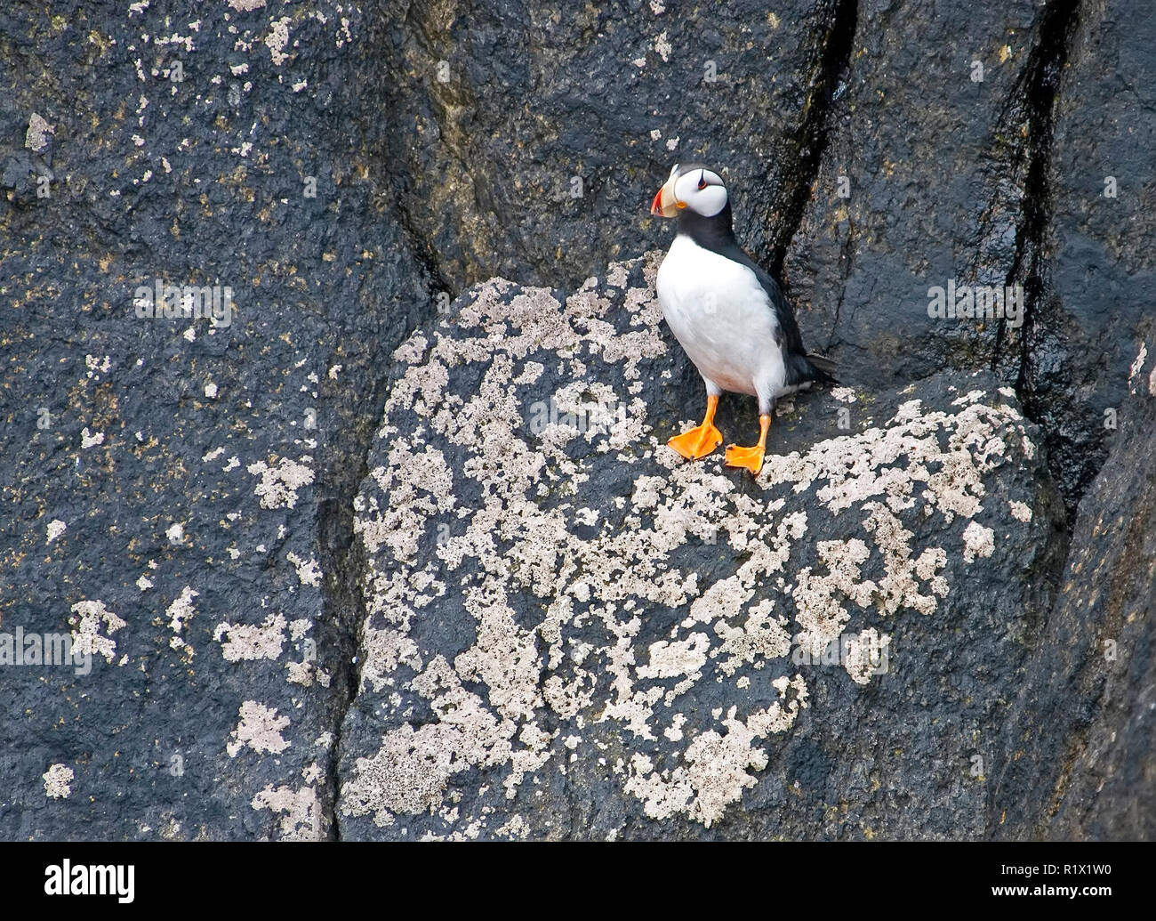 Cornuto Puffin,Fratercula corniculata habitat rocciosi, Alaska Foto Stock