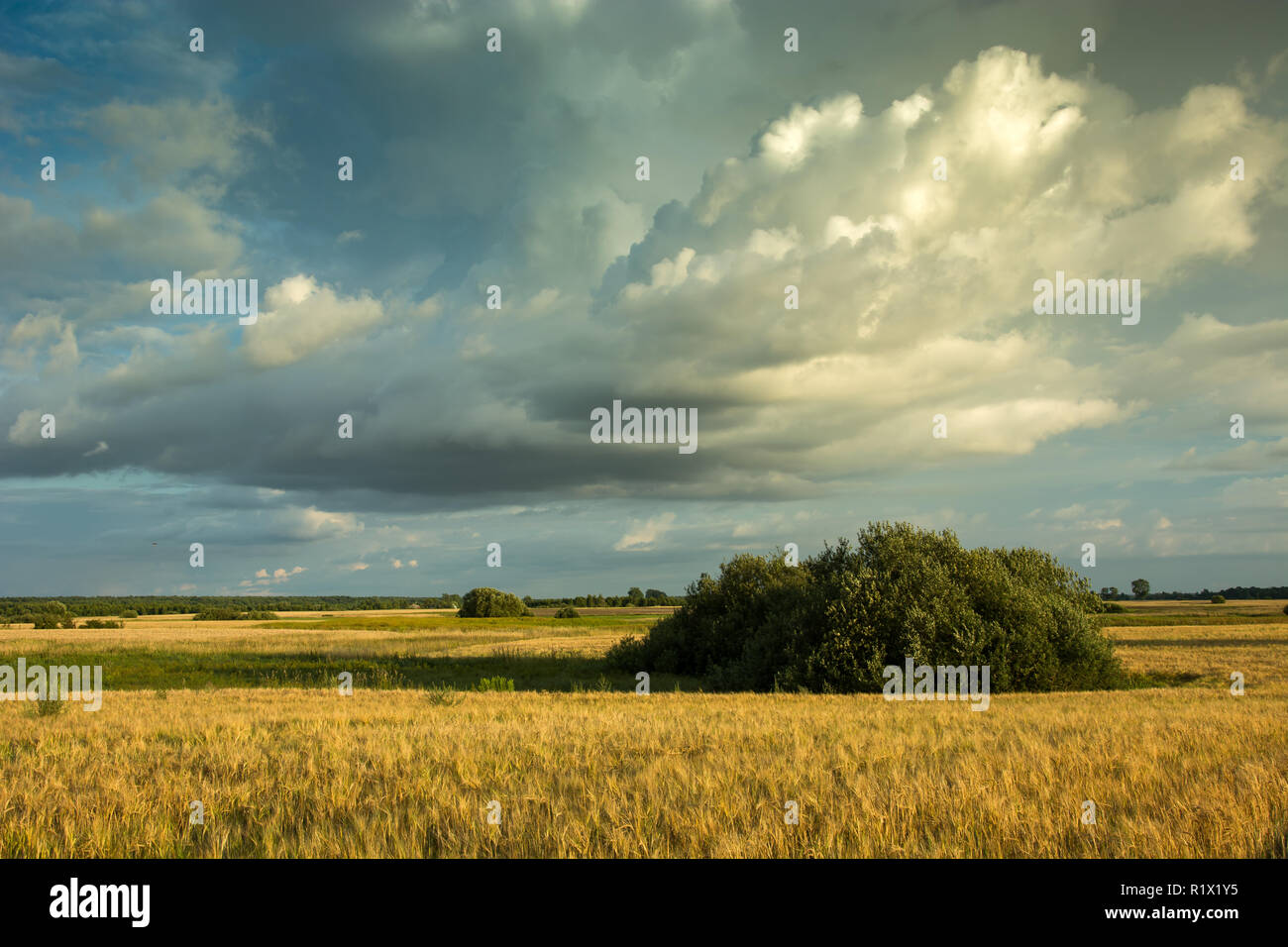Cespugli di verde che cresce in il grano e le nuvole nel cielo Foto Stock