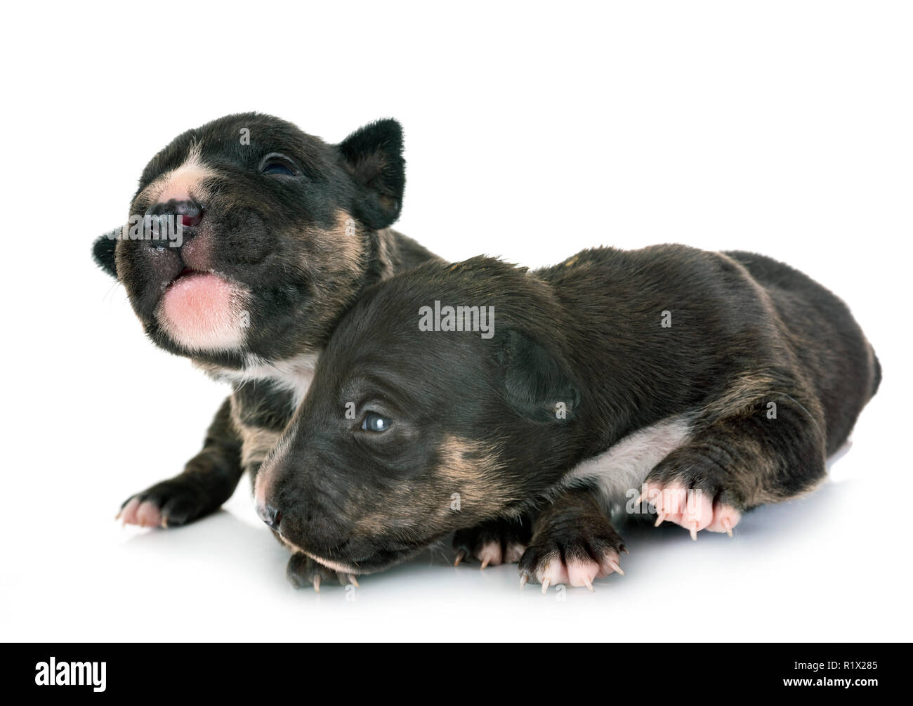 Miniatura cuccioli di bull terrier di fronte a uno sfondo bianco Foto Stock