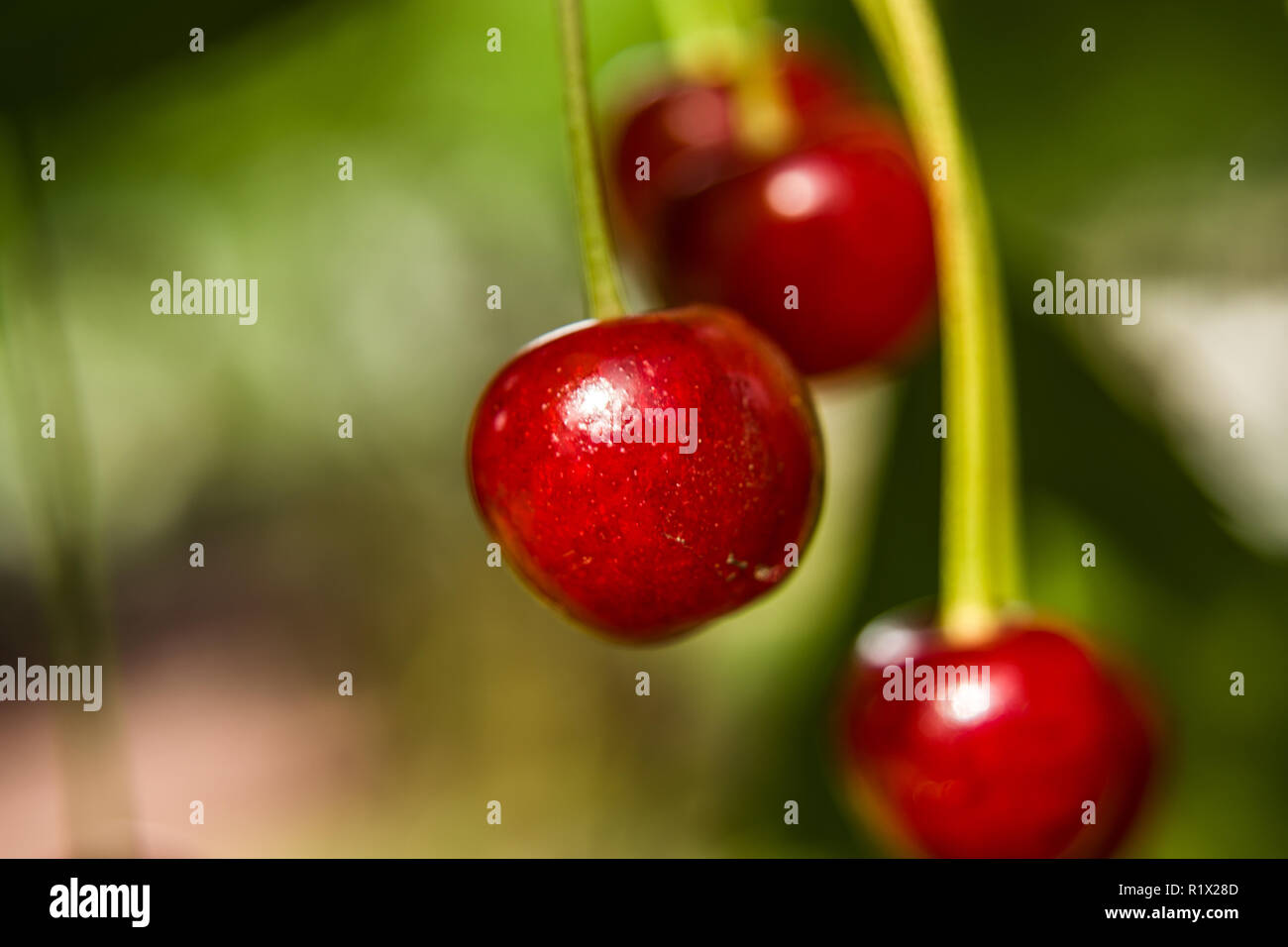 Ciliege rosse appese sul tree - primo piano Foto Stock
