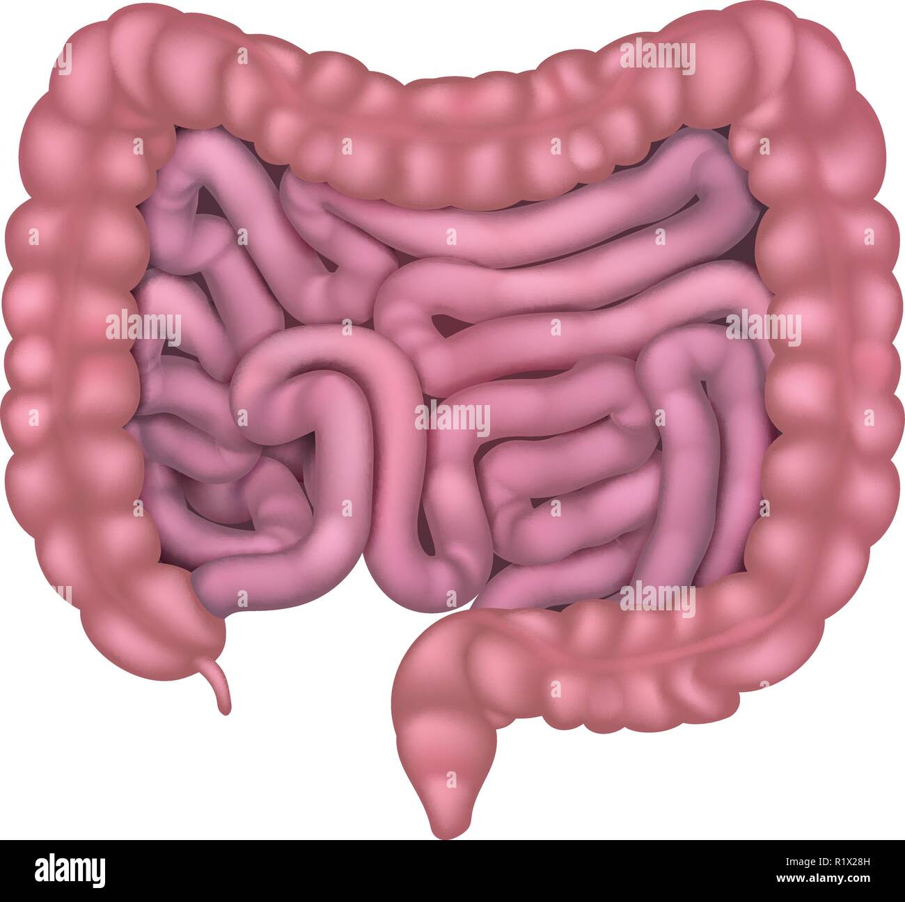 Intestini Gut apparato digestivo umano Illustrazione Vettoriale