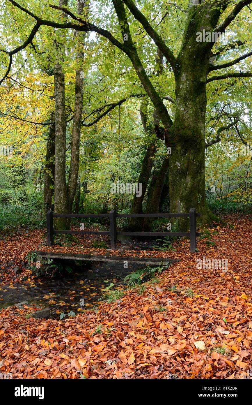 Passeggiata attraverso il bosco in autunno su un piccolo rustico ponte in legno della foresta Minwear Canaston boschi Pembrokeshiew Galles Cymru REGNO UNITO GB Foto Stock