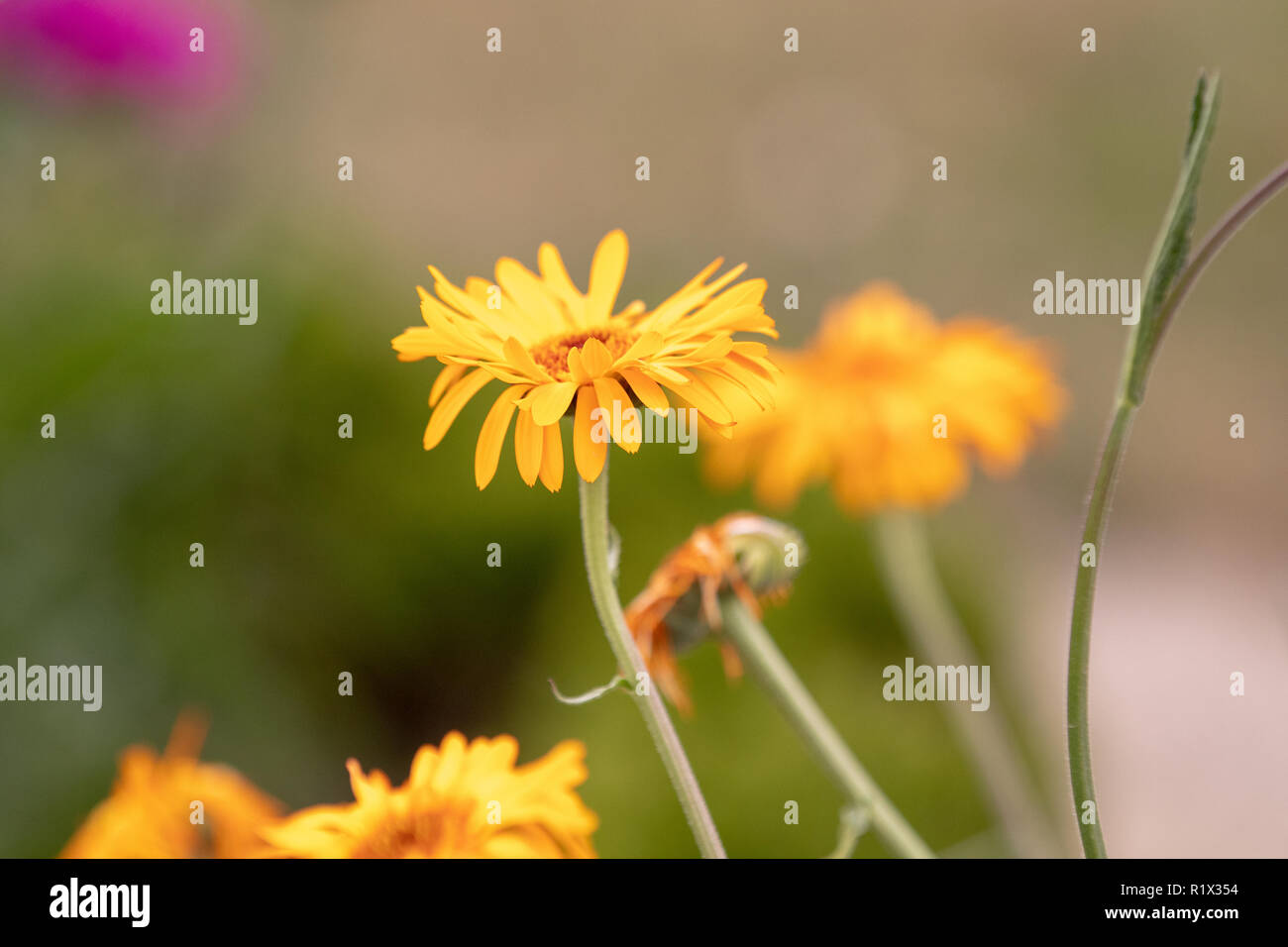 Fiori gialli in giardino con gli elementi fuori fuoco Foto Stock