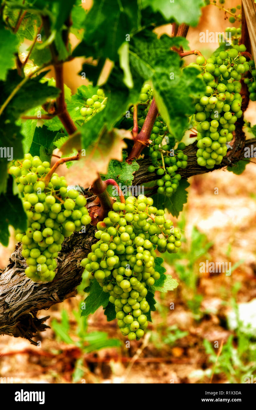 L'uva. Laguardia. Rioja Alavesa. Alava, Paesi Baschi, Spagna, Europa Foto Stock